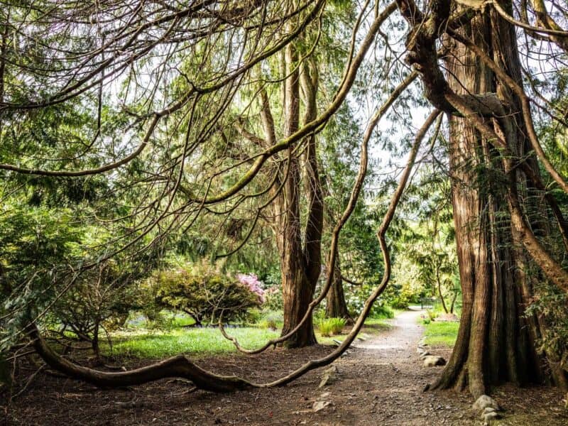 Ardkinglas Woodland Garden