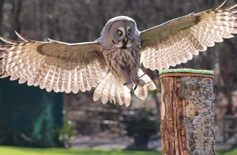 Cheshire Falconry