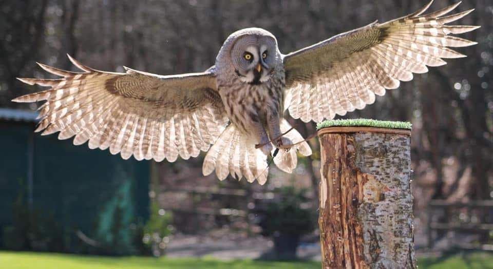 Cheshire Falconry