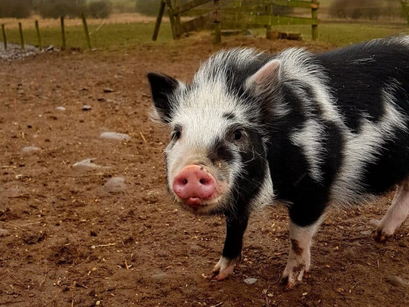 Mossburn Animal Centre