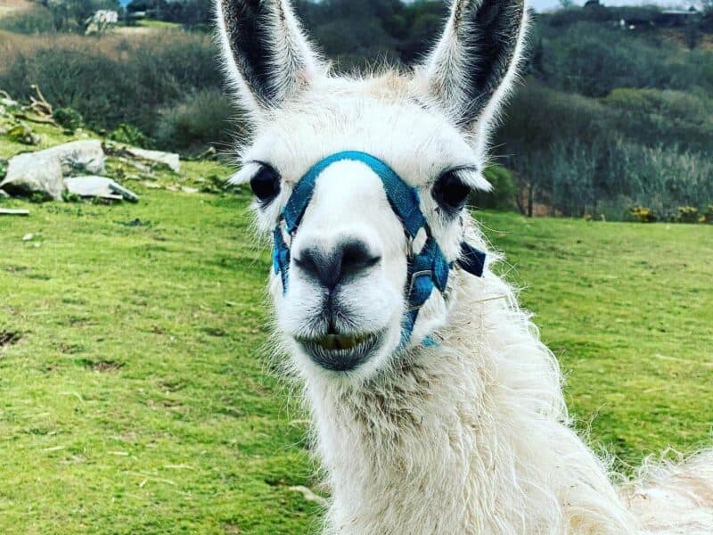 Black Rock Llamas