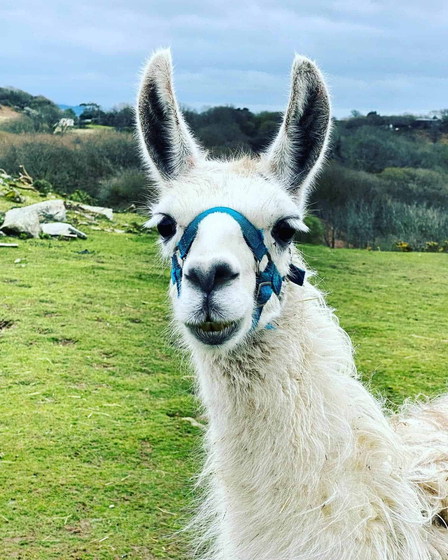 Black Rock Llamas