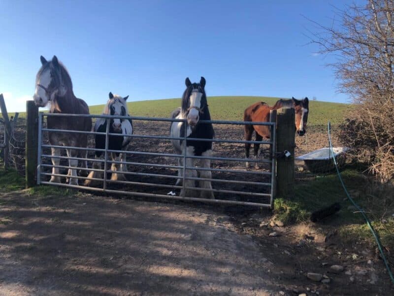 Lamont Farm Project