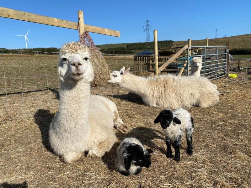 Alpaca Sanctuary