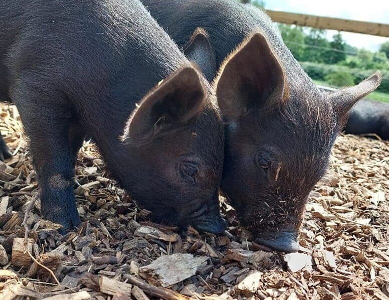 Kew Little Pigs