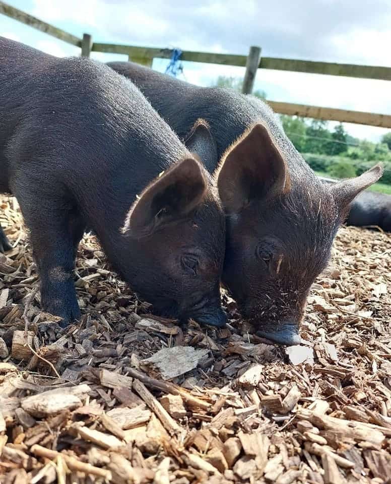 Kew Little Pigs