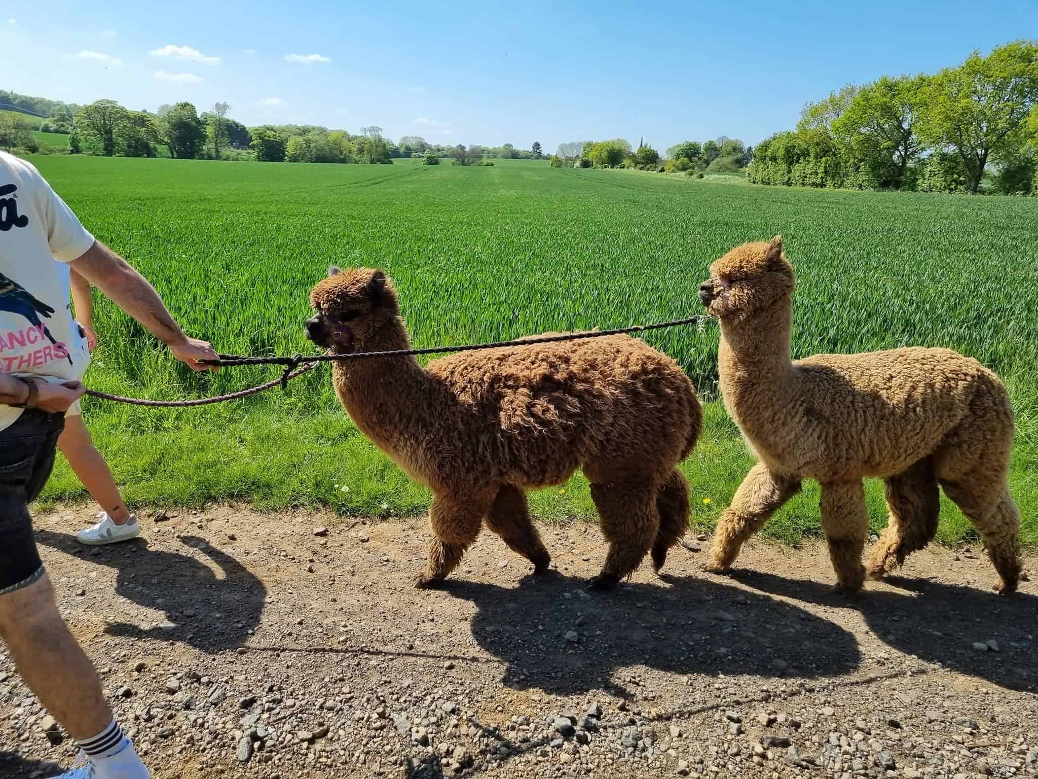 Arkadia Alpacas