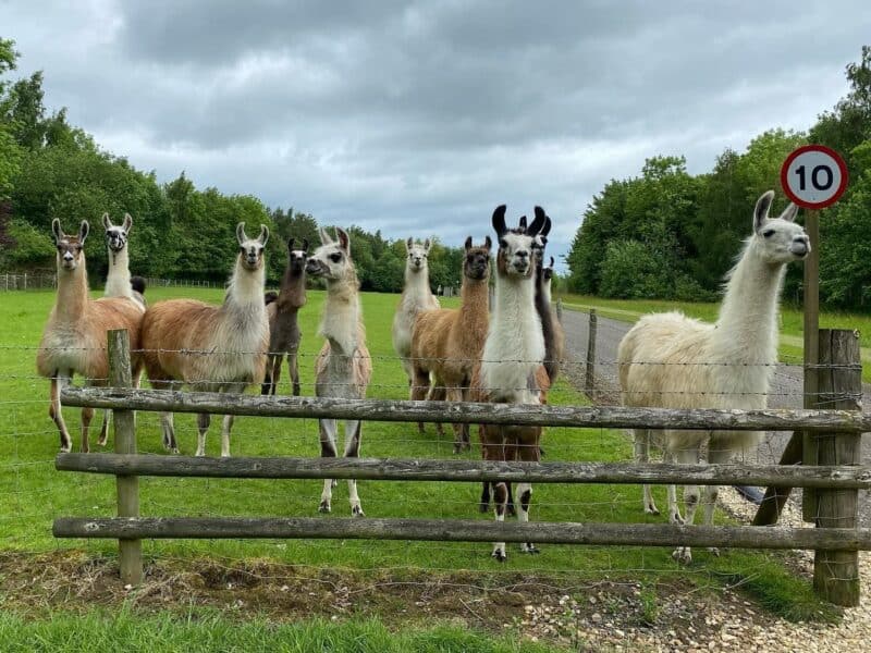 Catanger Llama Trekking