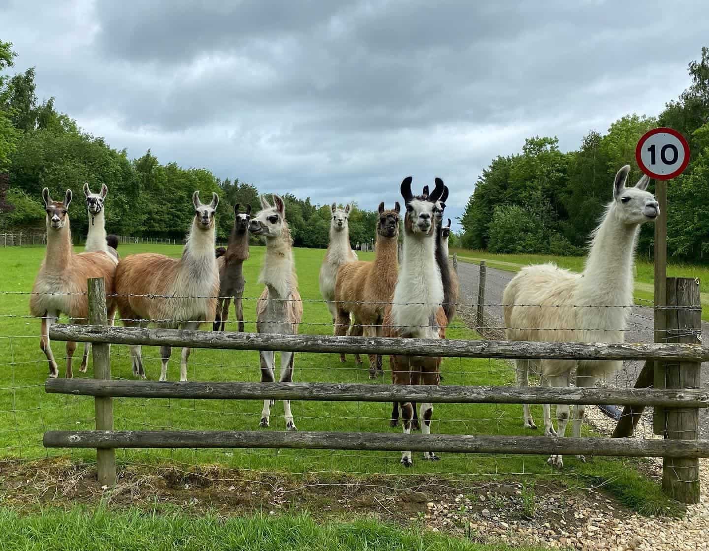 Catanger Llama Trekking