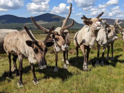 Cairngorm Reindeer Herd