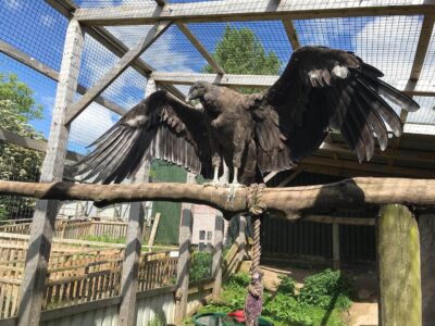 World of Wings Birds of Prey Centre