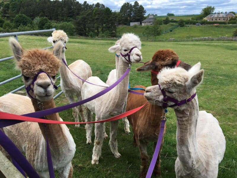 Bobcat Alpacas