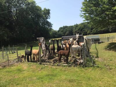 Dunreyth Alpacas