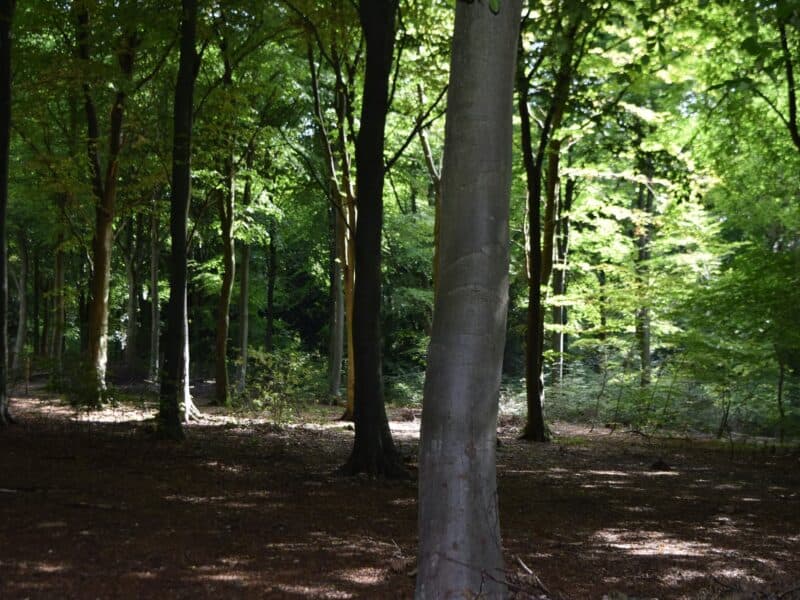 Queen Elizabeth Country Park Hampshire