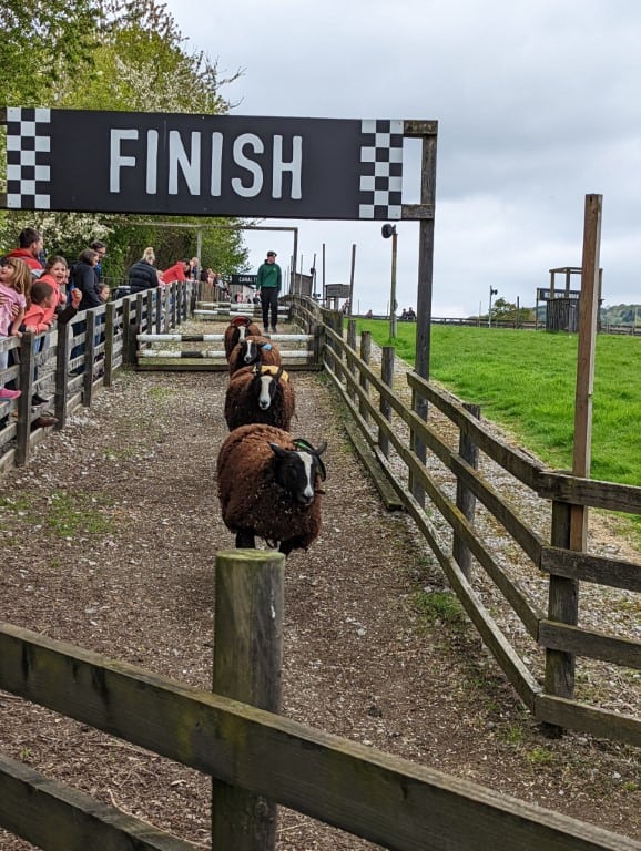 Cannon Hall farm sheep racing