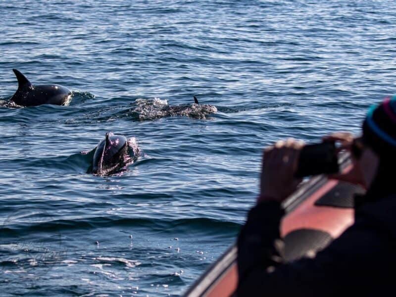 Devon Sea Safari