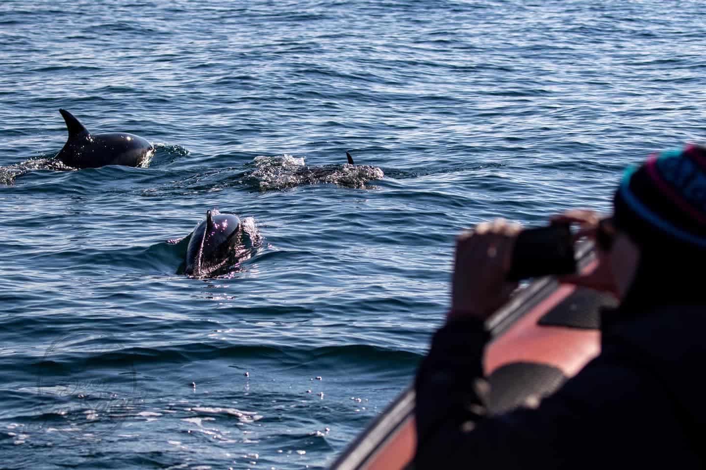 Devon Sea Safari