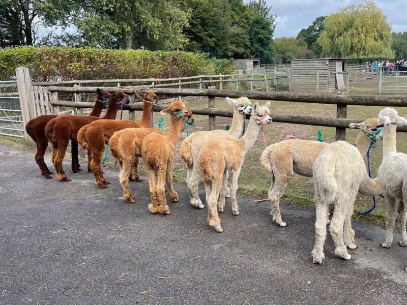 Pennybridge Farm Alpacas