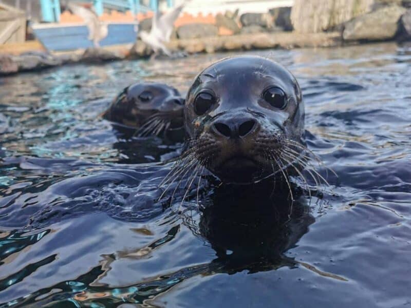 Exploris Aquarium