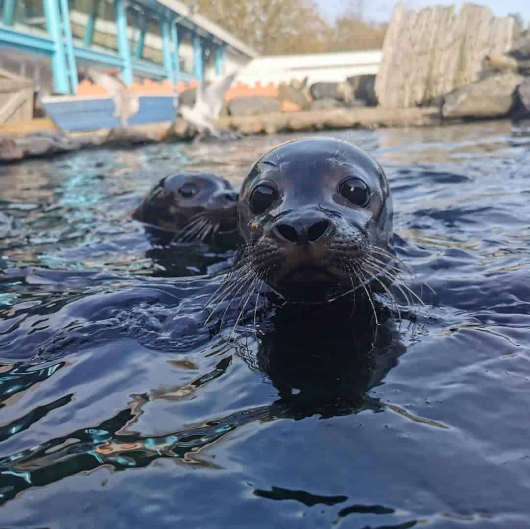 Exploris aquarium,