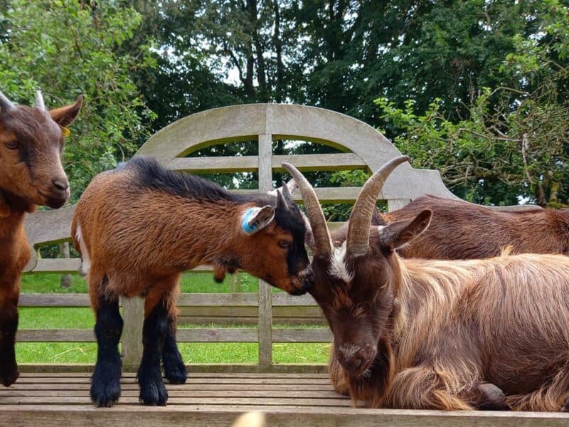 Baylham House Rare Breeds Farm