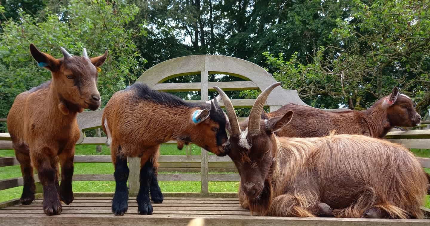 Baylham House Rare Breeds Farm