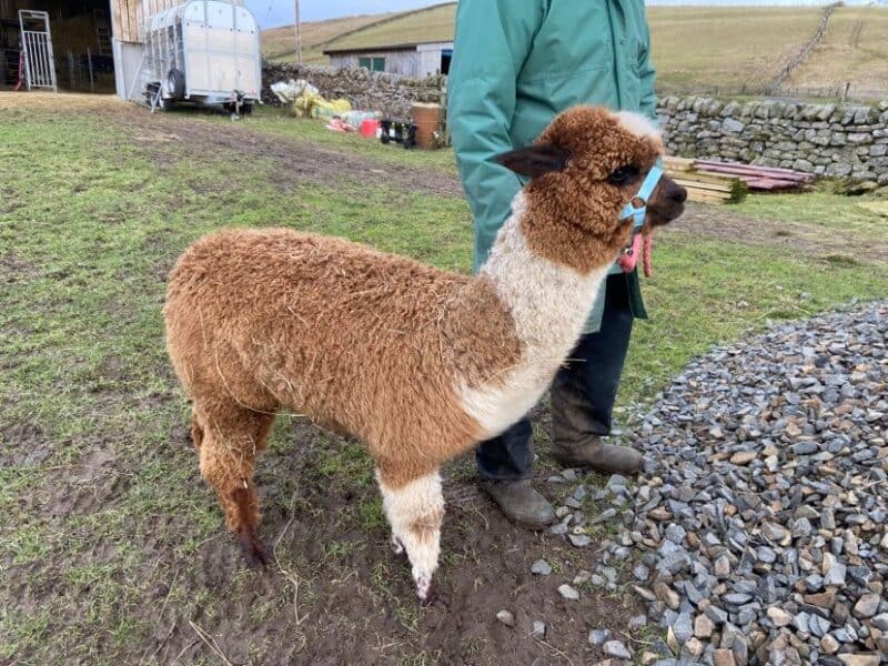 Ferny Rigg Alpacas