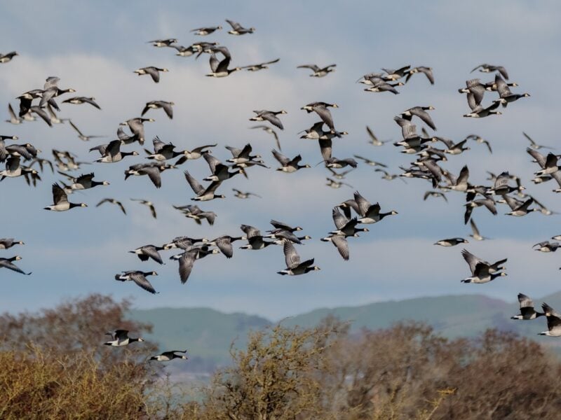 WWT Caerlaverock Wildlife Trust