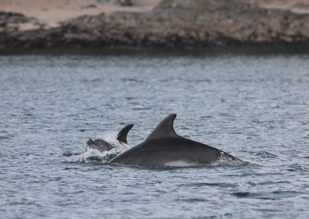 AK Wildlife Cruises