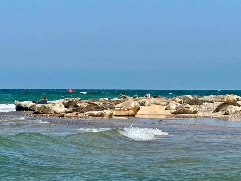 Blakeney Seals
