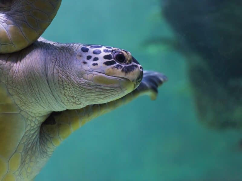 SEA LIFE Brighton