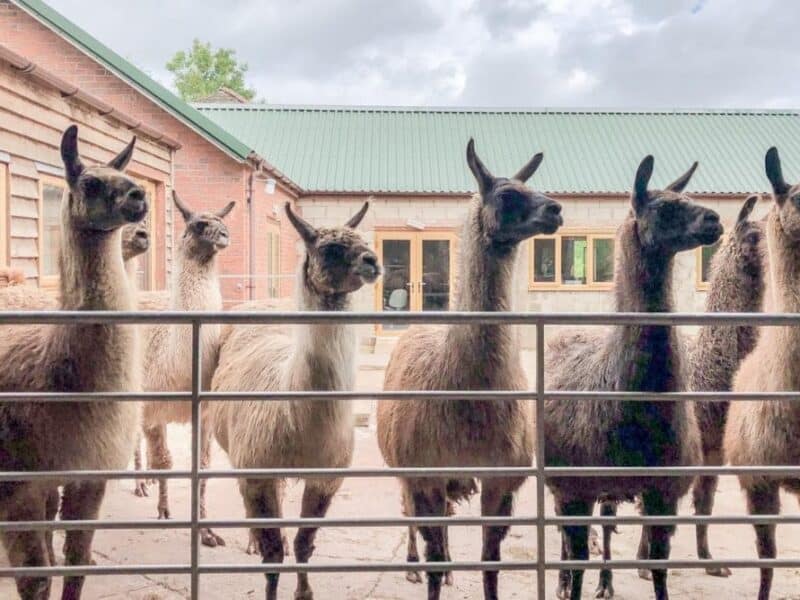 Golden Valley Llamas