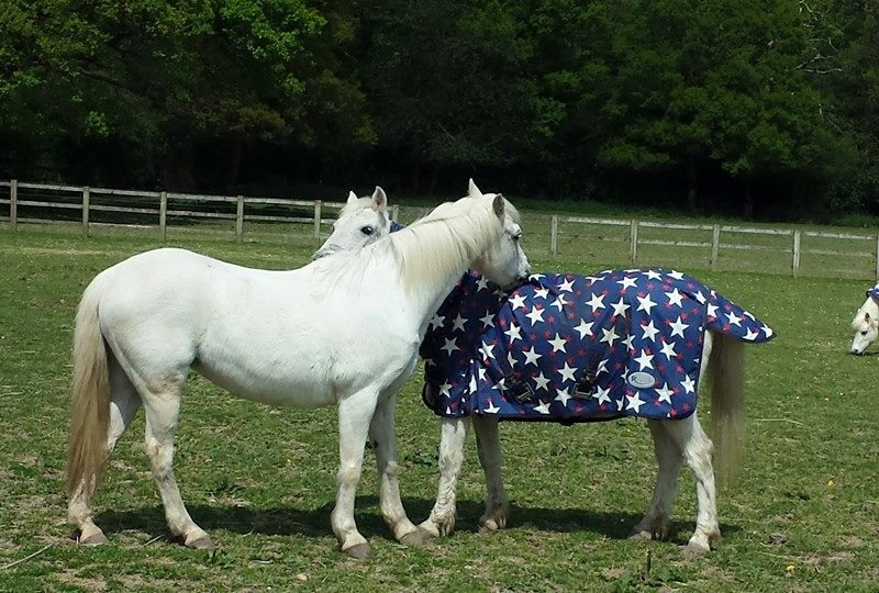 Aescwood Farm Childrens Riding School