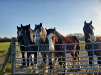 Dyfed Shire Horse Farm