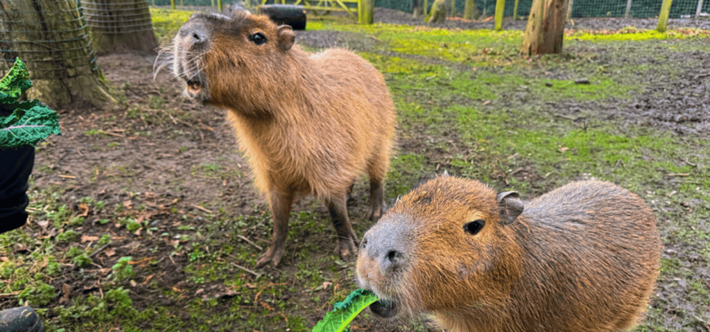 Capybaras at Lotherton Hall