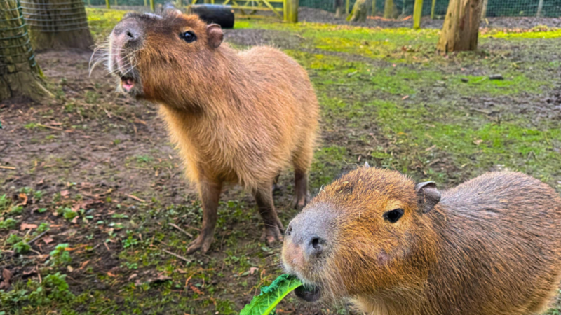 Capybaras at Lotherton Hall