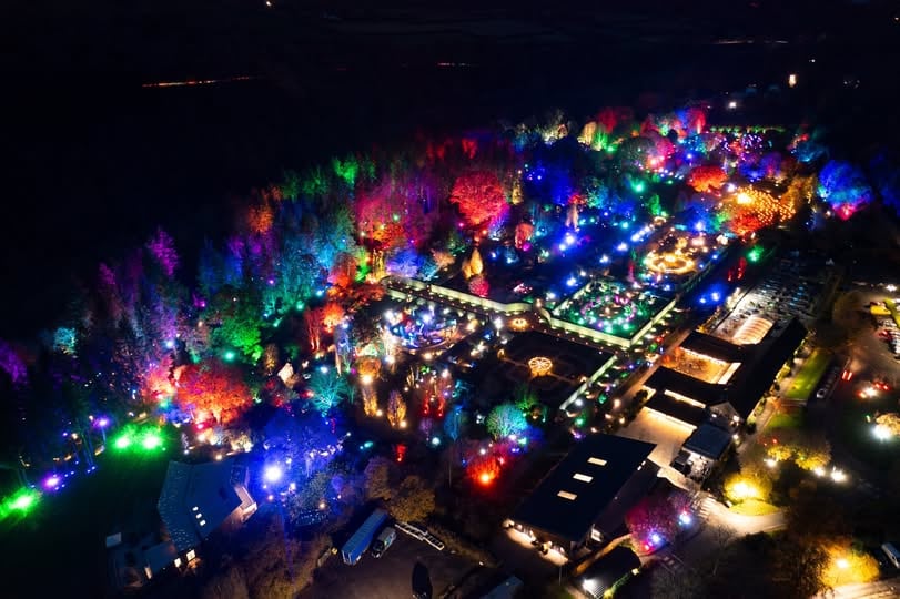 RHS Rosemoor Glow