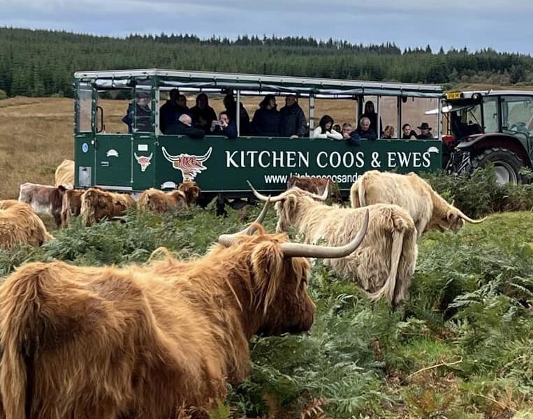 Kitchen Coos and Ewes