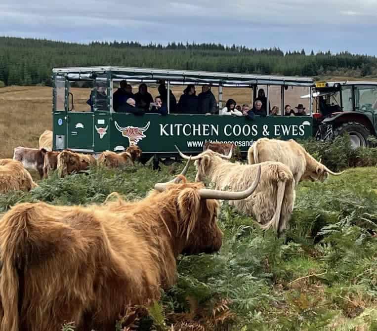 Kitchen Coos and Ewes