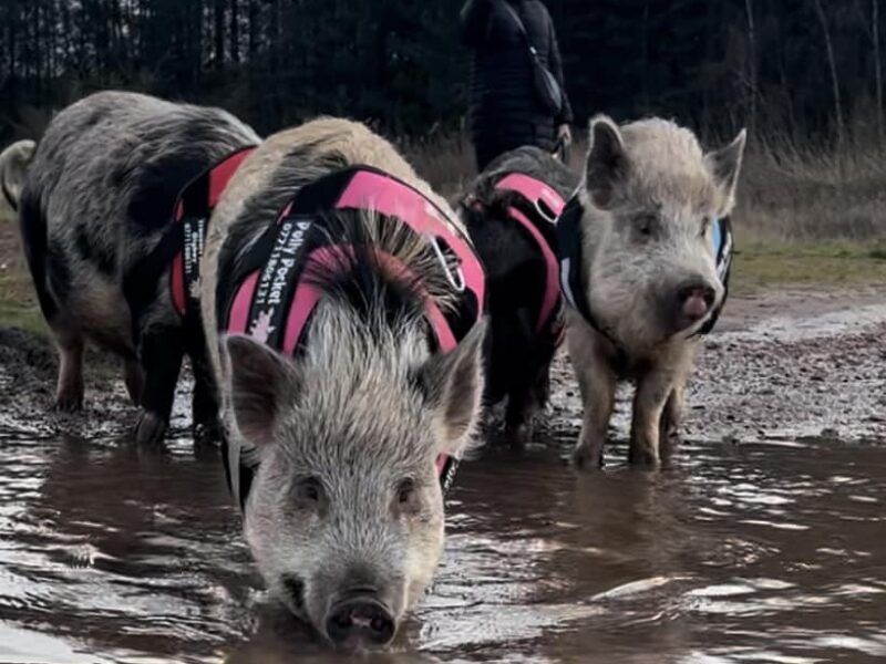 Stubby Pigs - Pig Walking