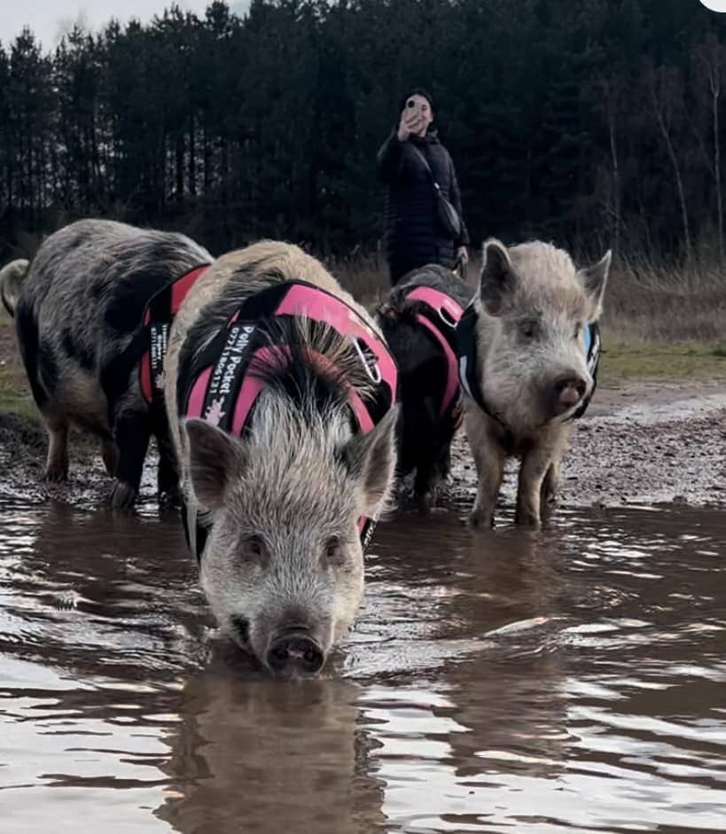 Stubby Pigs - Pig Walking