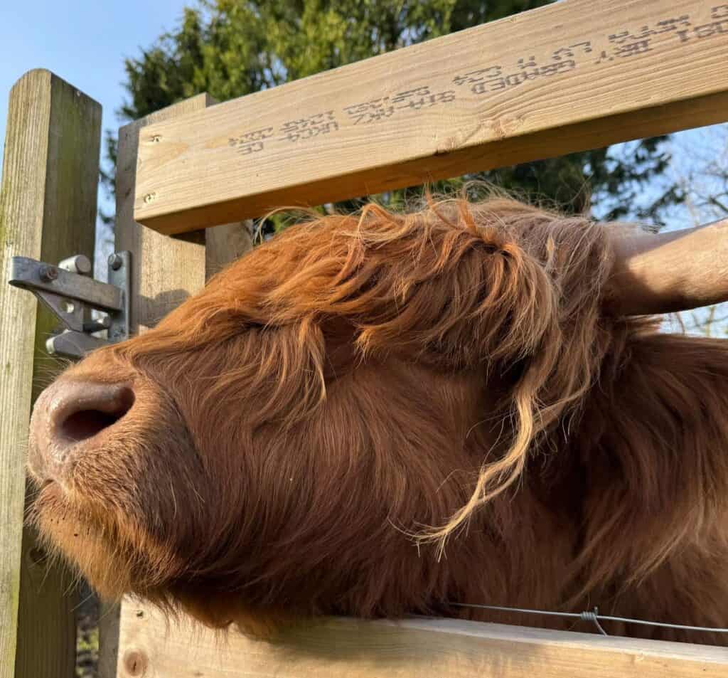 Highland Cow Cottage
