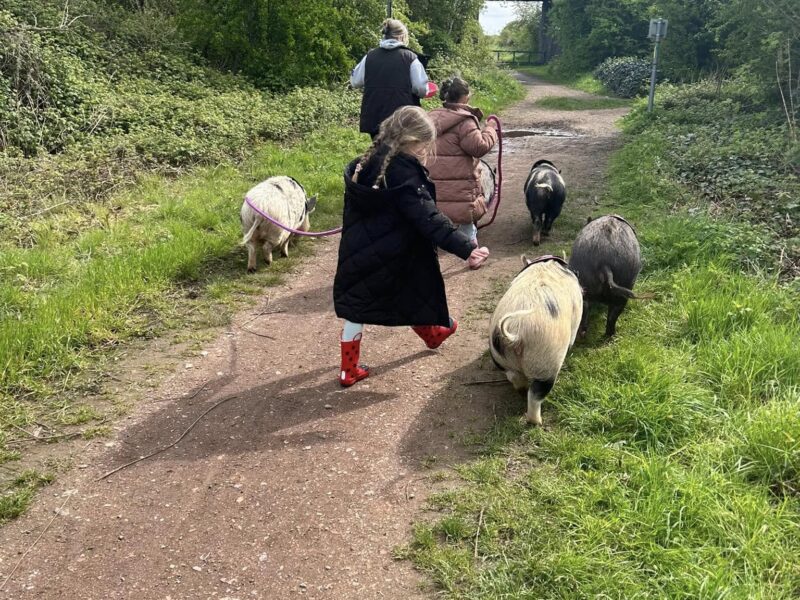 Stubby Pigs - Pig Walking