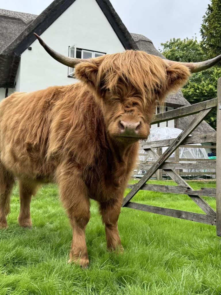 Highland Cow Cottage