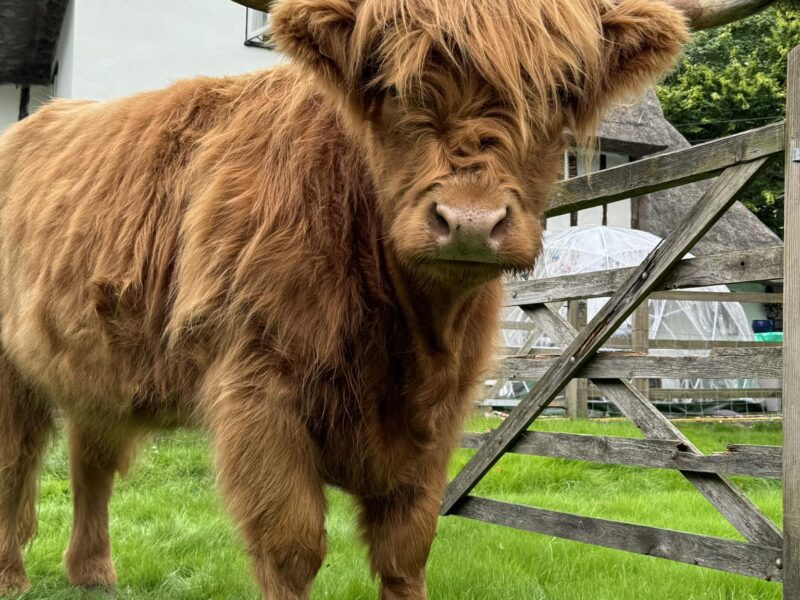 Highland Cow Cottage