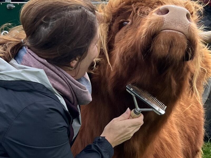 Kitchen Coos and Ewes