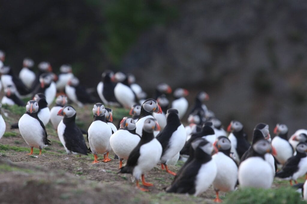 Skomer Island Day Trips