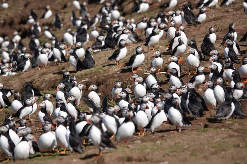Skomer Island Day Trips