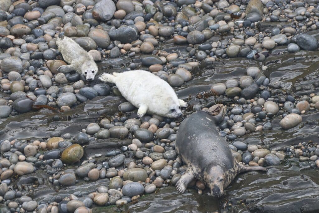 Skomer Island Day Trips