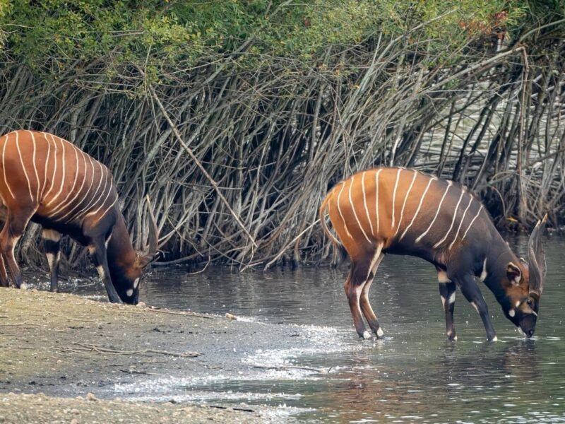 Watatunga Wildlife Reserve